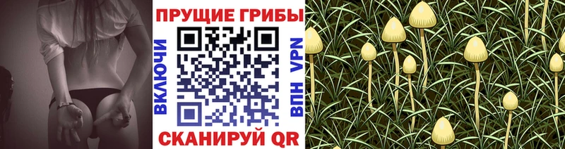 как найти наркотики darknet какой сайт Псилоцибиновые грибы GOLDEN TEACHER Красково